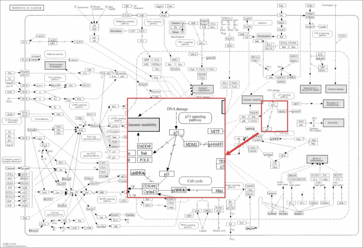 Zoomed-in KEGG pathway map showing the p53-MDM2-p21 axis in the Pathways in Cancer map with highlighted differentially expressed genes